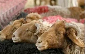 أسعار الأضاحي في مصر مع اقتراب عيد الأضحى