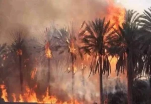 حرائق النخيل تشتعل في الوادي الجديد والحماية المدنية تتدخل بقوة